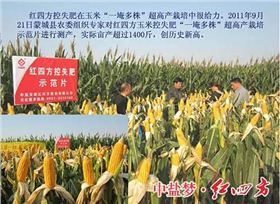 紅四方控失肥在玉米上的表現(xiàn)出彩.jpg