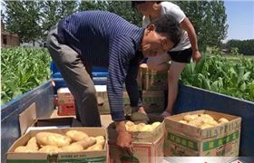 土豆大豐收