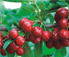櫻桃肥料