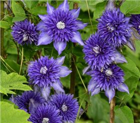 鐵線蓮需要什么樣的肥料 鐵線蓮需要什么樣的肥料