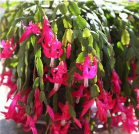 磷酸二氫鉀適合什么花 磷酸二氫鉀適合什么花