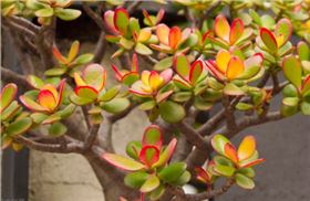 紅四方營養土 紅四方營養土