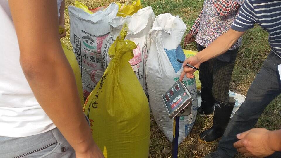 肥東紅四方水稻控失肥測產(chǎn)現(xiàn)場 肥東紅四方水稻控失肥測產(chǎn)現(xiàn)場