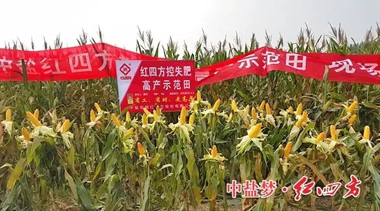 我們就是&ldquo;吃&rdquo;紅四方控失肥長大的玉米棒吆！