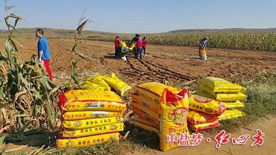 俺們這種地就要用紅四方升級版純硫酸鉀45%（15-15-15），源動力，雙硫基，更利于吸收