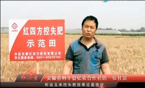 安徽利辛小麥玉米控失肥示范田. 安徽利辛小麥玉米控失肥示范田.