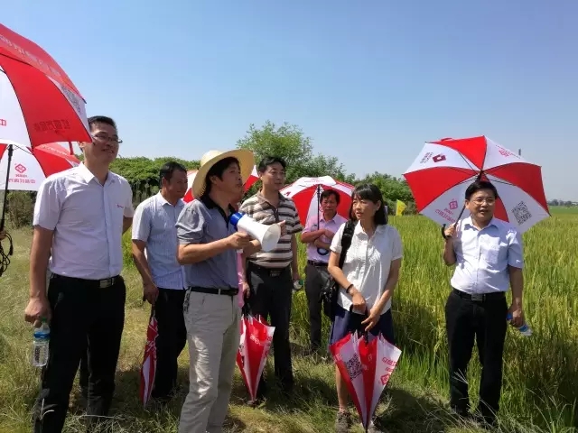 臨川水稻緩釋肥試驗示范觀摩及交流總結會 臨川水稻緩釋肥試驗示范觀摩及交流總結會